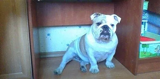 Buldog Angielski roczna sunia, Buldog cała Polska