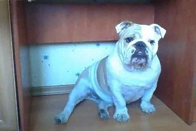 Buldog Angielski roczna sunia,  Buldog cała Polska