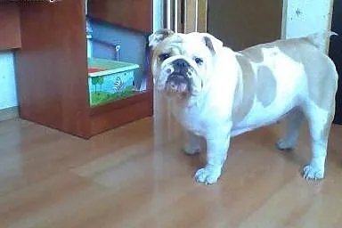 Buldog Angielski roczna sunia,  Buldog cała Polska