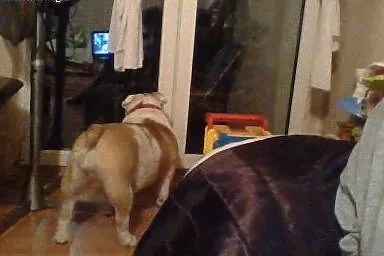 Buldog Angielski roczna sunia,  Buldog cała Polska