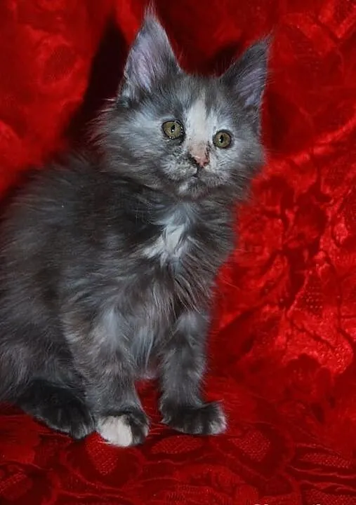 Maine Coon - rodowodowe kociaczki !