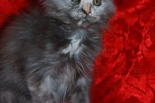 Maine Coon - rodowodowe kociaczki !