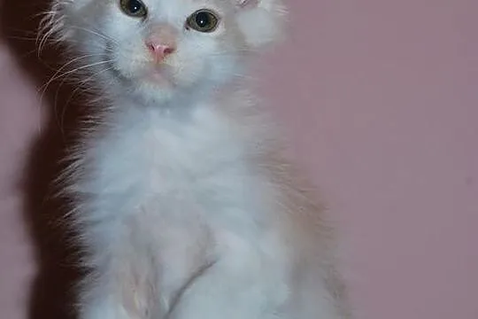 Maine Coon - rodowodowe kociaczki !