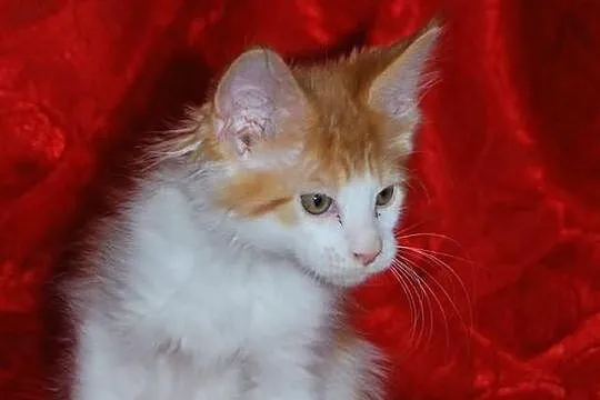 Maine Coon - rodowodowe kociaczki !