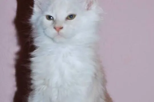 Maine Coon - rodowodowe kociaczki !