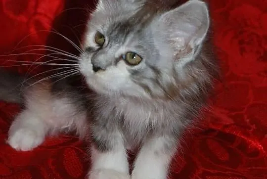 Maine Coon - rodowodowe kociaczki !
