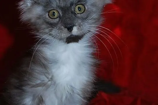 Maine Coon - rodowodowe kociaczki !