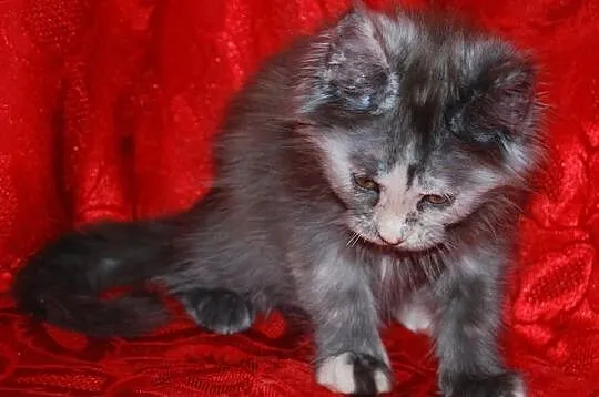 Maine Coon - rodowodowe kociaczki !