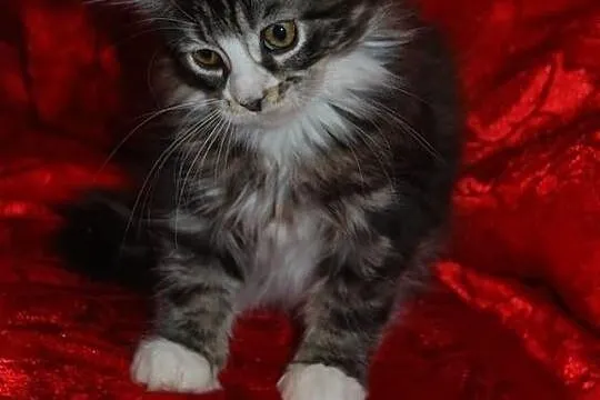Maine Coon - rodowodowe kociaczki !