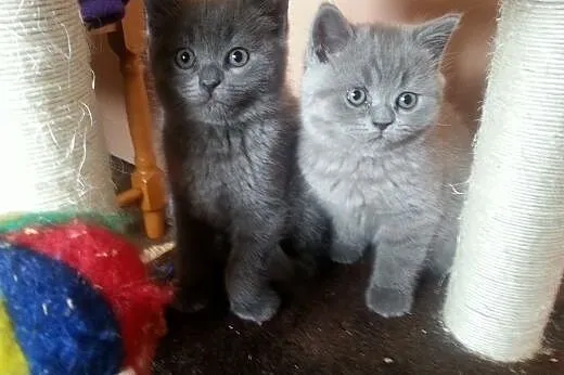 Dwie koteczki i jeden kocurek brytyjski- kocięta b