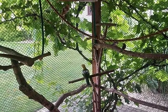 Świrgotki samice młode, Pomorskie, Skarszewy