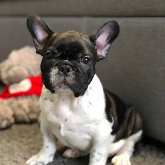 Prześliczne francuskie szczenięta. Tak łagodne i czułe.