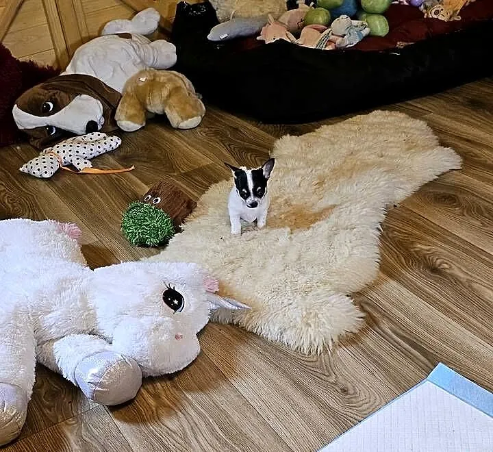 Chihuahua Exclusiv Rodowód FCI Pięknie Chłopcy ! ! !, Zachodniopomorskie, Kołobrzeg