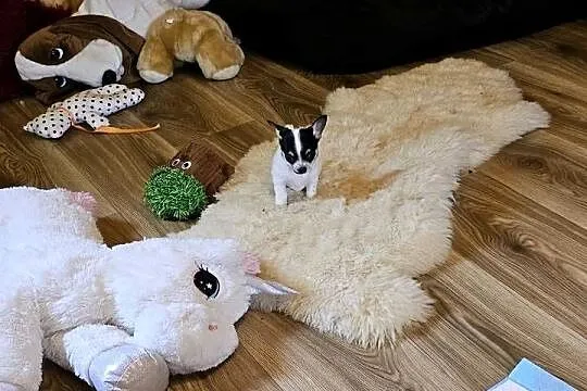 Chihuahua Exclusiv Rodowód FCI Pięknie Chłopcy ! ! !, Zachodniopomorskie, Kołobrzeg