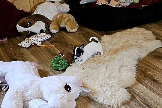 Chihuahua Exclusiv Rodowód FCI Pięknie Chłopcy ! ! !, Zachodniopomorskie, Kołobrzeg
