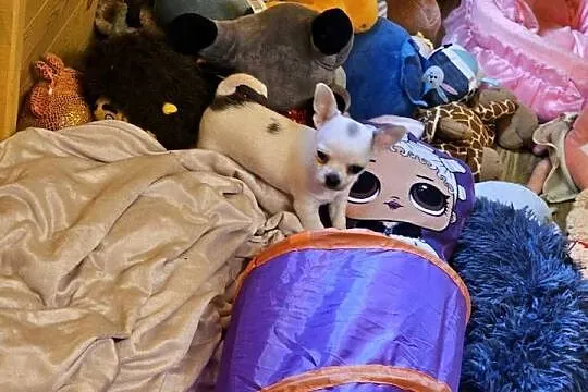 Chihuahua Exclusiv Rodowód FCI Pięknie Chłopcy ! ! !, Zachodniopomorskie, Kołobrzeg