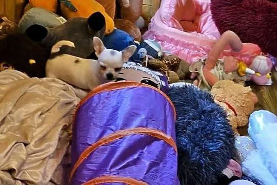 Chihuahua Exclusiv Rodowód FCI Pięknie Chłopcy ! ! !, Zachodniopomorskie, Kołobrzeg