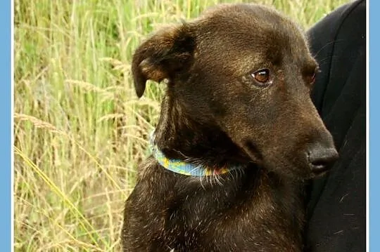 Czekoladowa,urocza,młodziutka sunia COFI,łagodna ,przytulaśna_Adopcja_