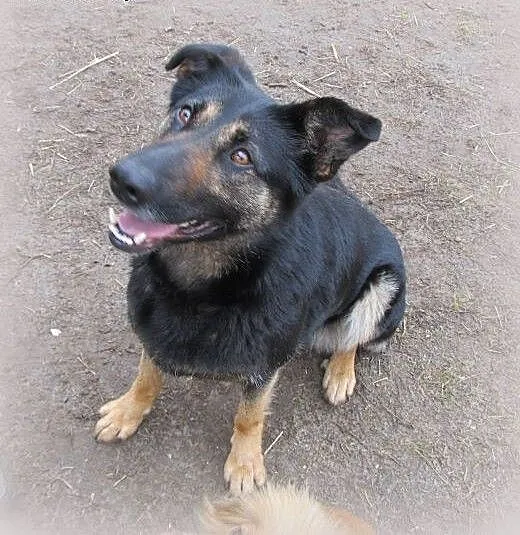 Adoptuj Tamirę, łódzkie Łódź