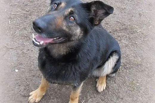 Adoptuj Tamirę,  łódzkie Łódź
