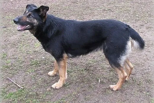 Adoptuj Tamirę,  łódzkie Łódź