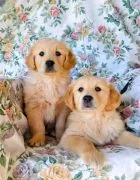 Most beautiful and outstanding Golden Retriever puppies ready to make a new family awe