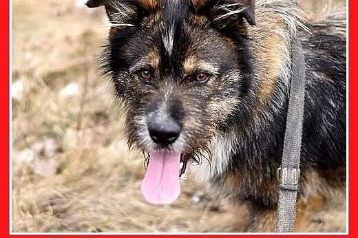 DORIAN,duży,łagodny,szorstkowłosy,wesoły pies.ADOP