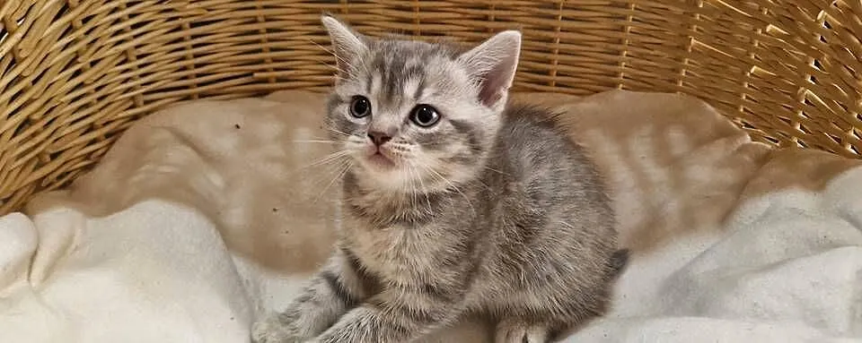 Kotka Szkocka zwisłoucha Silver Tabby, Śląskie, Katowice