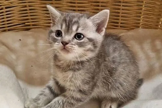 Kotka Szkocka zwisłoucha Silver Tabby, Śląskie, Katowice