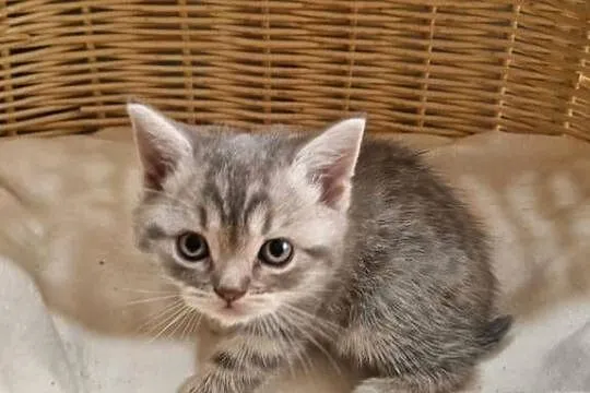 Kotka Szkocka zwisłoucha Silver Tabby, Śląskie, Katowice