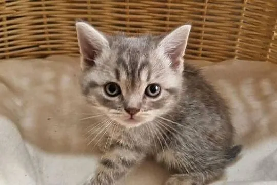 Kotka Szkocka zwisłoucha Silver Tabby, Śląskie, Katowice