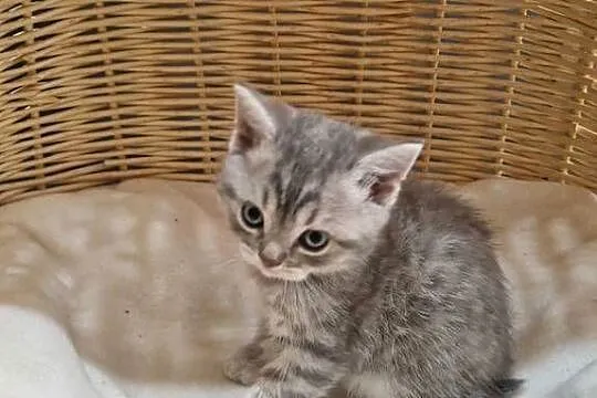 Kotka Szkocka zwisłoucha Silver Tabby, Śląskie, Katowice