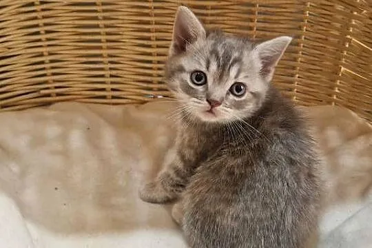 Kotka Szkocka zwisłoucha Silver Tabby, Śląskie, Katowice