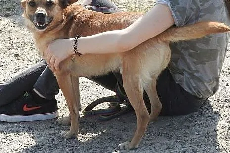 Wedel - sympatyczny rudzielec do adopcji,  dolnośląskie Wrocław