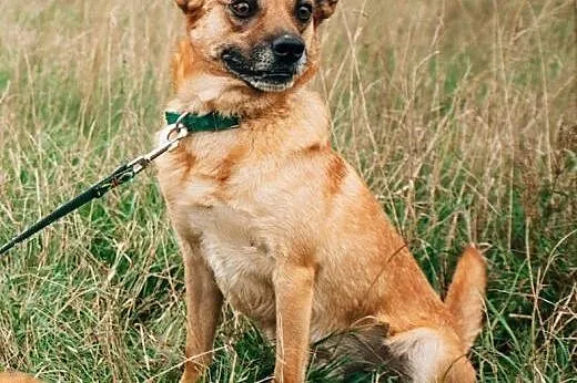 Wedel - sympatyczny rudzielec do adopcji,  dolnośl