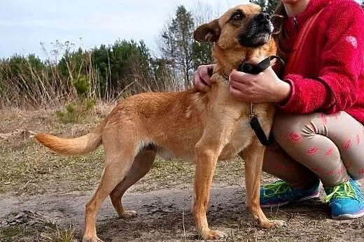 Wedel - sympatyczny rudzielec do adopcji,  dolnośl