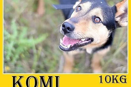 10kg,mały,młody,1 rok,łagodny,wesoły,towarzyski piesek KOMI,  dolnośląskie Wrocław