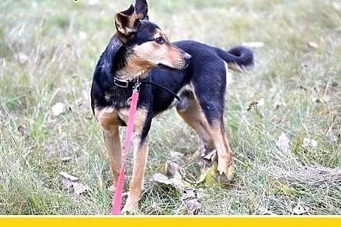 10kg,mały,młody,1 rok,łagodny,wesoły,towarzyski pi