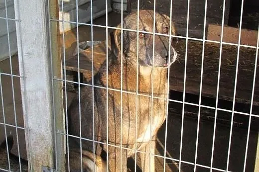 Bubu - sympatyczny duzy psiak czeka na dom,  śląsk