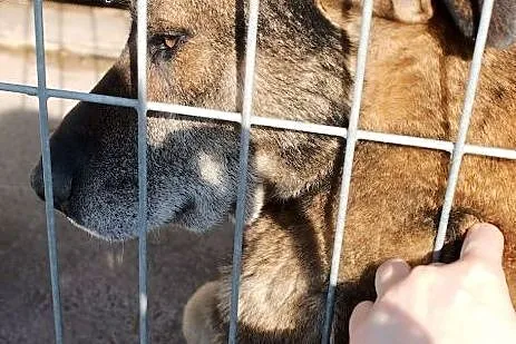 Bubu - sympatyczny duzy psiak czeka na dom,  śląsk