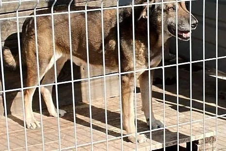 Bubu - sympatyczny duzy psiak czeka na dom,  śląsk