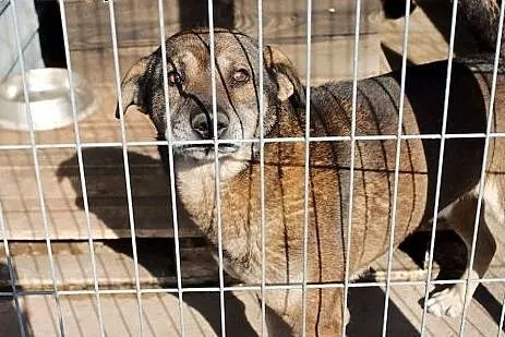 Bubu - sympatyczny duzy psiak czeka na dom,  śląsk