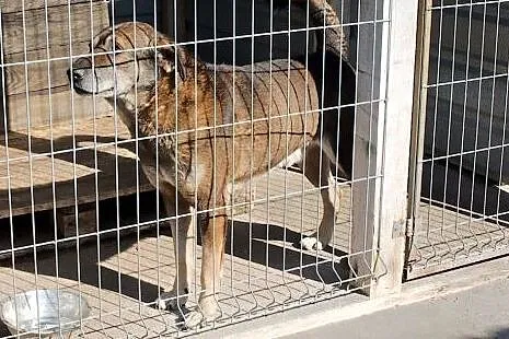Bubu - sympatyczny duzy psiak czeka na dom,  śląsk