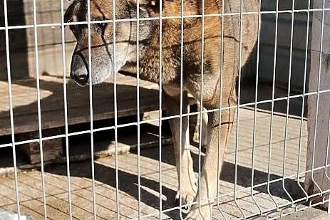Bubu - sympatyczny duzy psiak czeka na dom,  śląsk