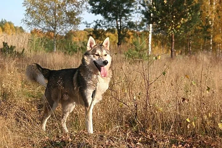Luca mix husky bardzo wesoły, przyjazny, łagodny p