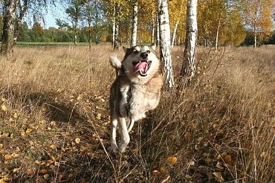 Luca mix husky bardzo wesoły, przyjazny, łagodny p