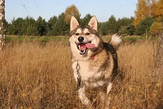 Luca mix husky bardzo wesoły, przyjazny, łagodny p