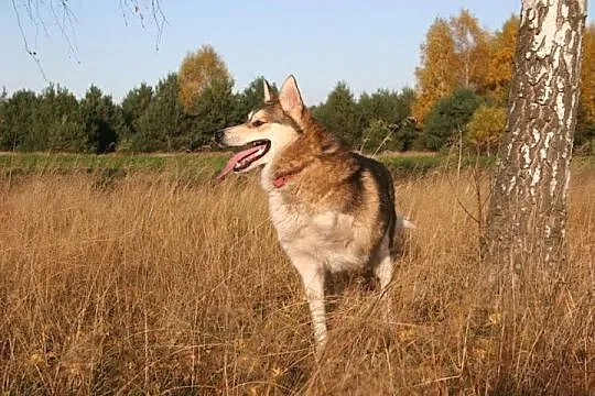 Luca mix husky bardzo wesoły, przyjazny, łagodny p