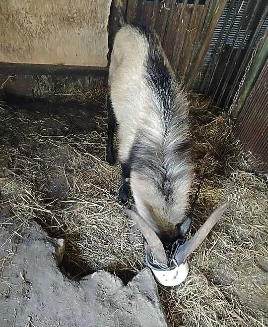 Sprzedam kozy, Wielkopolskie, Koźminek