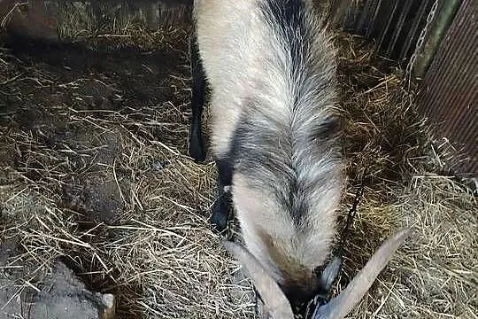 Sprzedam kozy, Wielkopolskie, Koźminek